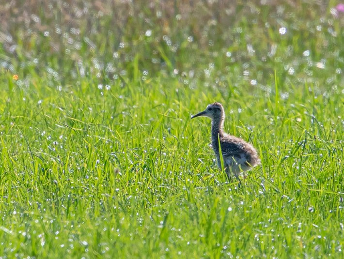 Der Brachvogel ist vom Aussterben bedroht und findet im Tölzer Land in den Streuwiesen, © Bettina Kelm Der Brachvogel ist vom Aussterben bedroht und findet im Tölzer Land in den Streuwiesen, © Bettina Kelm