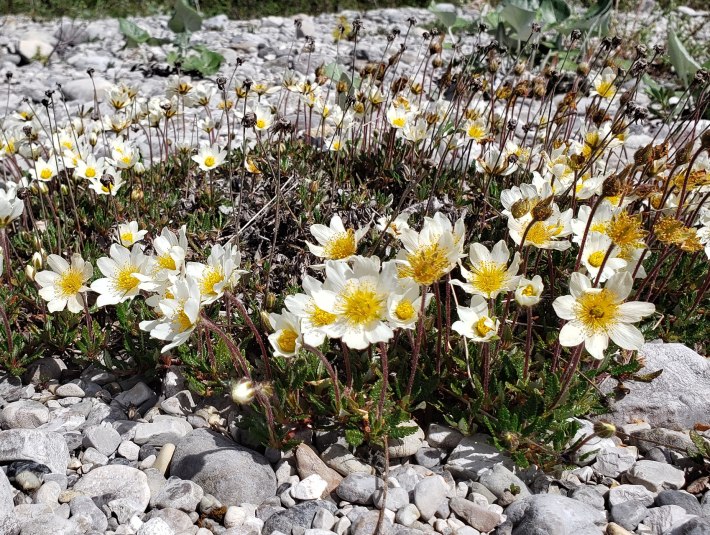 Dryas octopetala - das Rosengewächs ist eines der Wahrzeichen der arkto-alpinen Flora der Hochgebirge Europas und der Alpen, © Landratsamt Bad Tölz-Wolfratshausen|Joachim Kaschek Dryas octopetala - das Rosengewächs ist eines der Wahrzeichen der arkto-alpinen Flora der Hochgebirge Europas und der Alpen, © Landratsamt Bad Tölz-Wolfratshausen|Joachim Kaschek