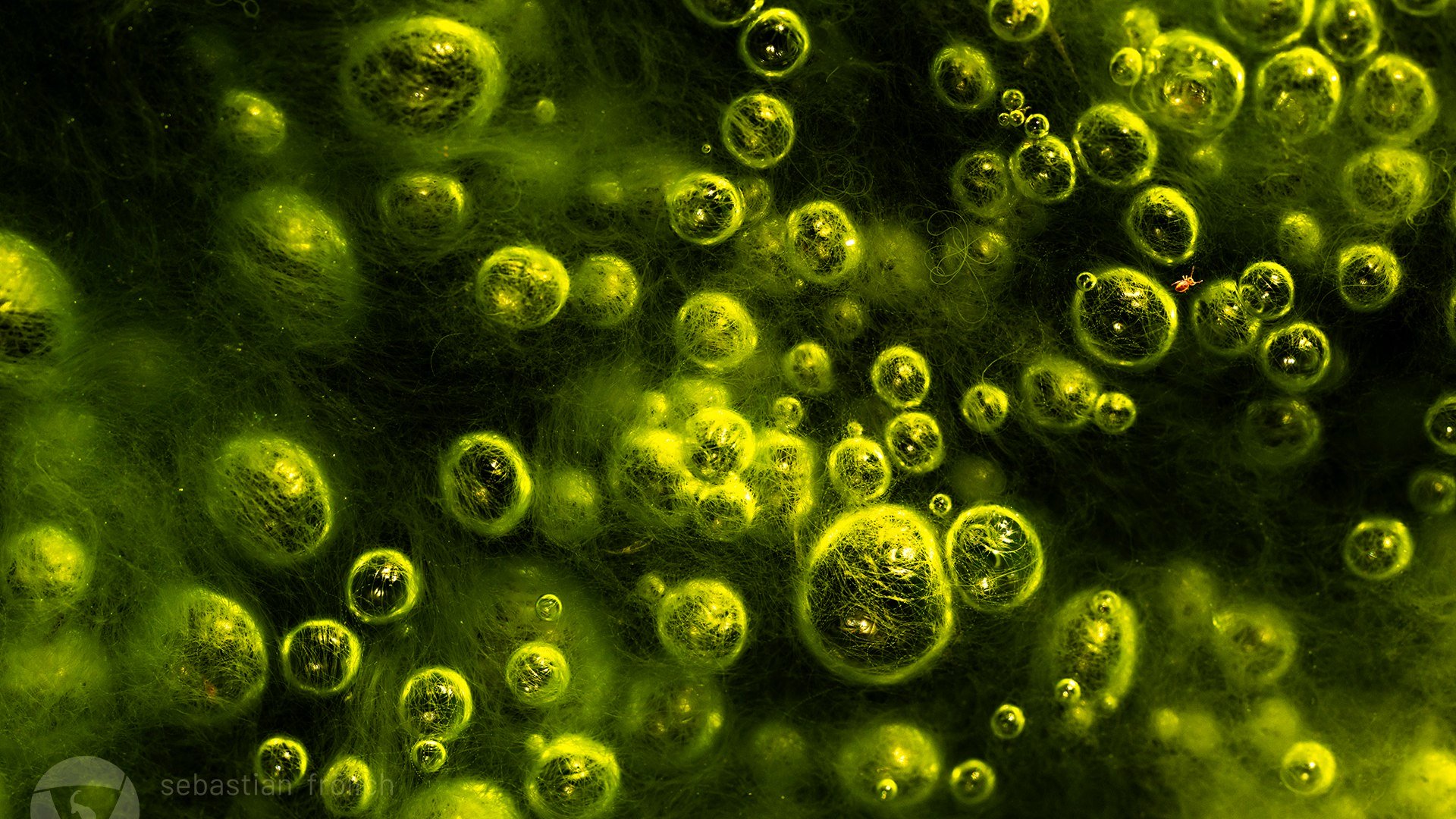 Neongrüne Gasblasen inmitten von Algen fotografierte Sebastian Frölich in Tirol im Platzer Moor. Rechts oben im Bild ist ein Insekt, das nur wenige Millimeter groß ist und sich zwischen den Blasen tummelt., © Sebastian Frölich Neongrüne Gasblasen inmitten von Algen fotografierte Sebastian Frölich in Tirol im Platzer Moor. Rechts oben im Bild ist ein Insekt, das nur wenige Millimeter groß ist und sich zwischen den Blasen tummelt., © Sebastian Frölich