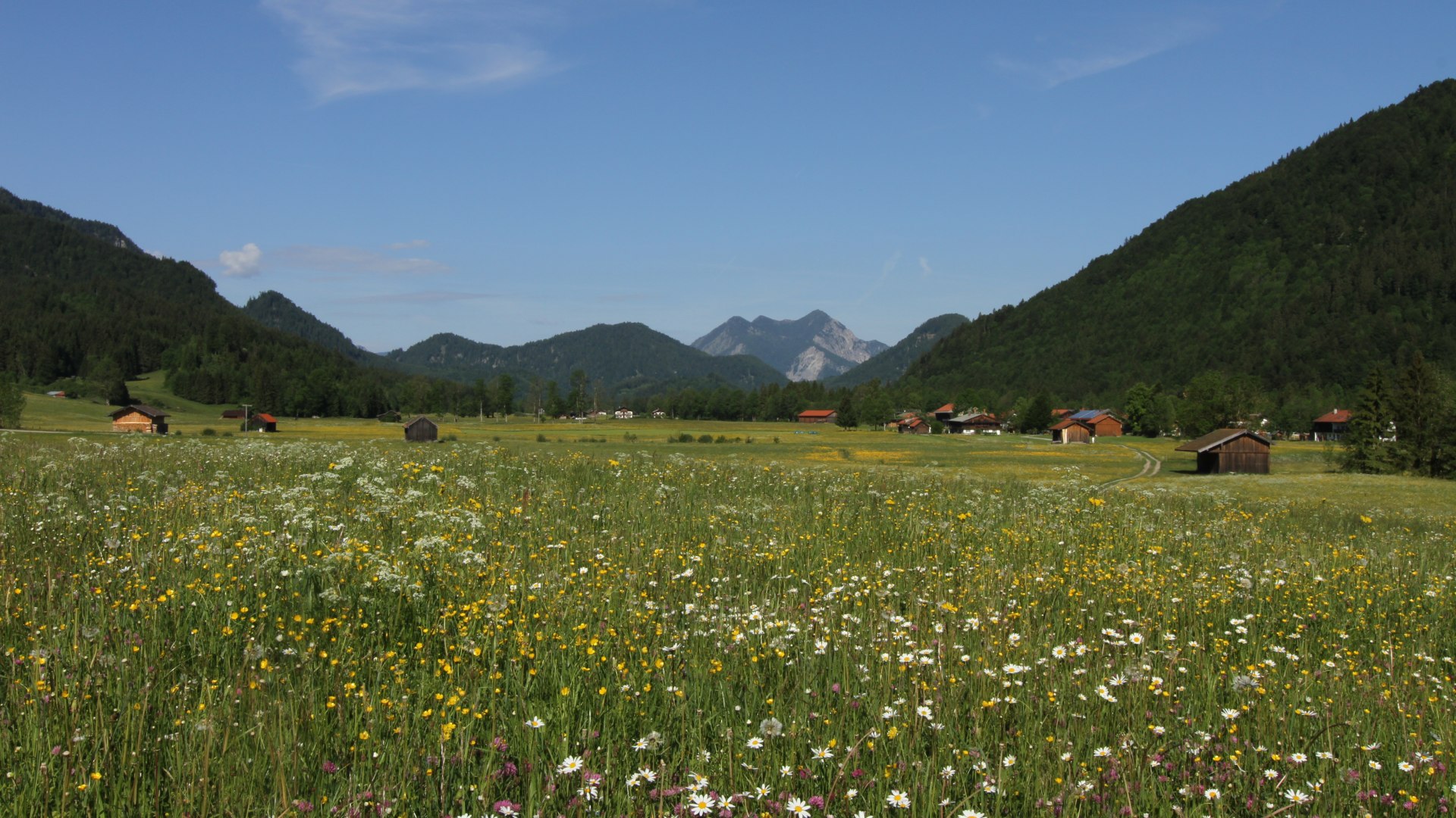 Wiese im Frühsommer im Sonnental der Jachenau , © Archiv Tölzer Land Tourismus|Foto Hans Schwaiger Wiese im Frühsommer im Sonnental der Jachenau , © Archiv Tölzer Land Tourismus|Foto Hans Schwaiger