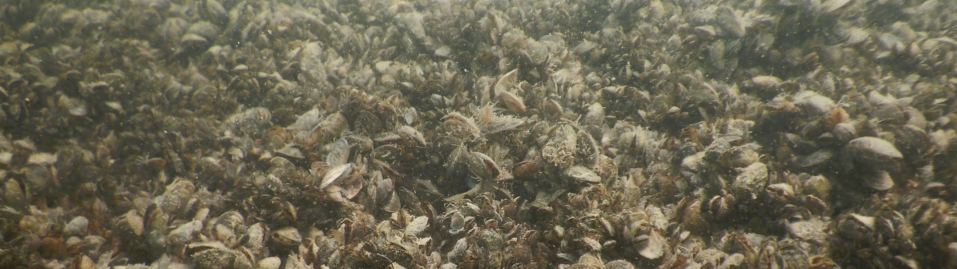 Quagga-Muschelbesiedelung im Gewässer, © Bayerisches Landesamt für Umwelt, Bildautor Benedikt Beck Quagga-Muschelbesiedelung im Gewässer, © Bayerisches Landesamt für Umwelt, Bildautor Benedikt Beck