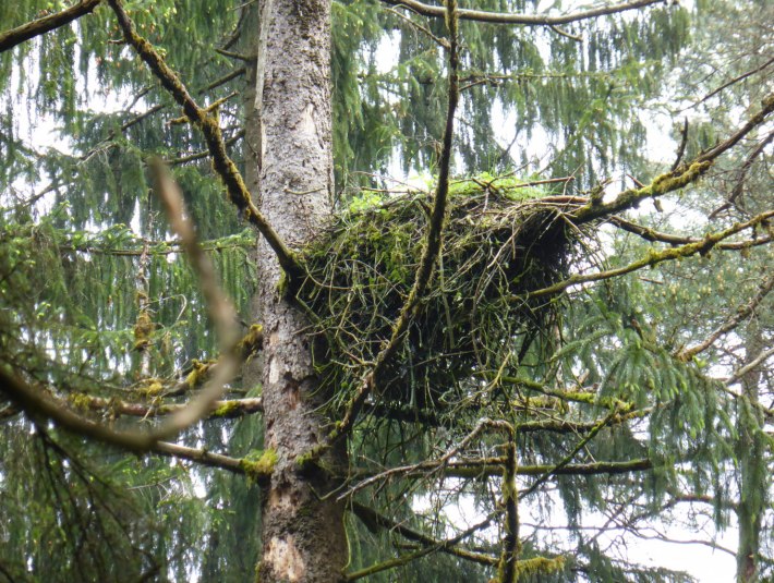 Das Ergebnis der Brutvoglekartierung 2018 zeigt mit 63 Brutvogelarten und 15 weiteren beobachteten Arten, die als Randsiedler oder mögliche Brutsiedler im Stiftungsgebiet vorkommen, eine erfreulich große Artenvielfalt. Unter den erfassten Arten befinden sich 15, die sich in Bayern oder Deutschland auf einer Roten Liste befinden., © Stiftung Kunst und Natur Nantesbuch Das Ergebnis der Brutvoglekartierung 2018 zeigt mit 63 Brutvogelarten und 15 weiteren beobachteten Arten, die als Randsiedler oder mögliche Brutsiedler im Stiftungsgebiet vorkommen, eine erfreulich große Artenvielfalt. Unter den erfassten Arten befinden sich 15, die sich in Bayern oder Deutschland auf einer Roten Liste befinden., © Stiftung Kunst und Natur Nantesbuch