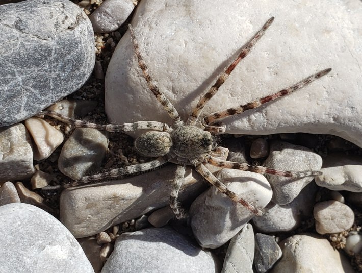 Diese Spinne fühlt sich auf den Kiesbänken der Isar wohl., © Landratsamt Bad Tölz-Wolfratshausen|Joachim Kaschek Diese Spinne fühlt sich auf den Kiesbänken der Isar wohl., © Landratsamt Bad Tölz-Wolfratshausen|Joachim Kaschek