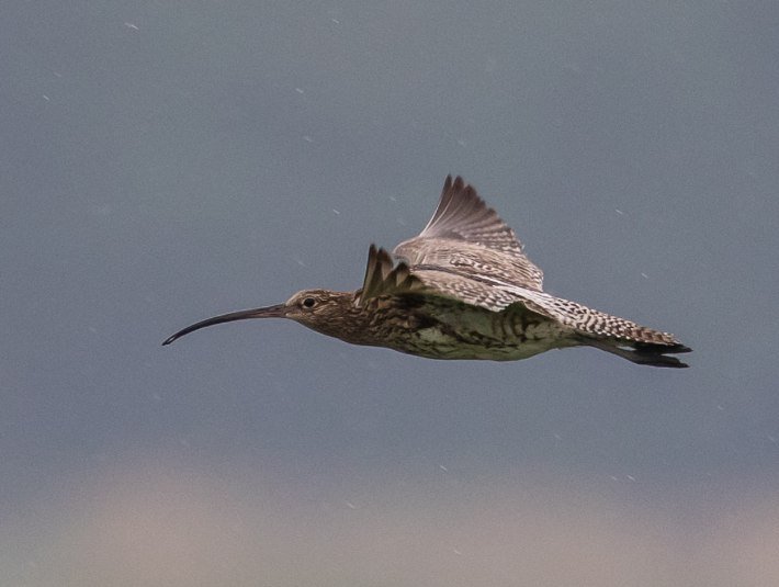 Auffällig für den graubraun gefleckten Vogel, der in Bayern vom Aussterben bedroht ist, ist sein langer, gebogener Schnabel, den er benutzt, um Nahrung vom Boden, aus Erdlöchern und Flachwasser zu entnehmen oder im weichen Substrat aufzuspüren. Ohne den Schutz geeigneter Mähwiesen als Biotop kann der stark bedrohte Vogel nicht überleben., © Bettina Kelm Auffällig für den graubraun gefleckten Vogel, der in Bayern vom Aussterben bedroht ist, ist sein langer, gebogener Schnabel, den er benutzt, um Nahrung vom Boden, aus Erdlöchern und Flachwasser zu entnehmen oder im weichen Substrat aufzuspüren. Ohne den Schutz geeigneter Mähwiesen als Biotop kann der stark bedrohte Vogel nicht überleben., © Bettina Kelm
