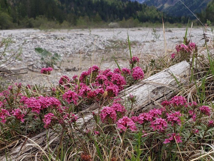 Der Rosmarinseidelbast ist auch an der oberen Isar heimisch. Im Vordergrung ist mit kleinen weißen Blüten ein Leinblatt zu sehen., © Landratsamt Bad Tölz-Wolfratshausen|Joachim Kaschek Der Rosmarinseidelbast ist auch an der oberen Isar heimisch. Im Vordergrung ist mit kleinen weißen Blüten ein Leinblatt zu sehen., © Landratsamt Bad Tölz-Wolfratshausen|Joachim Kaschek