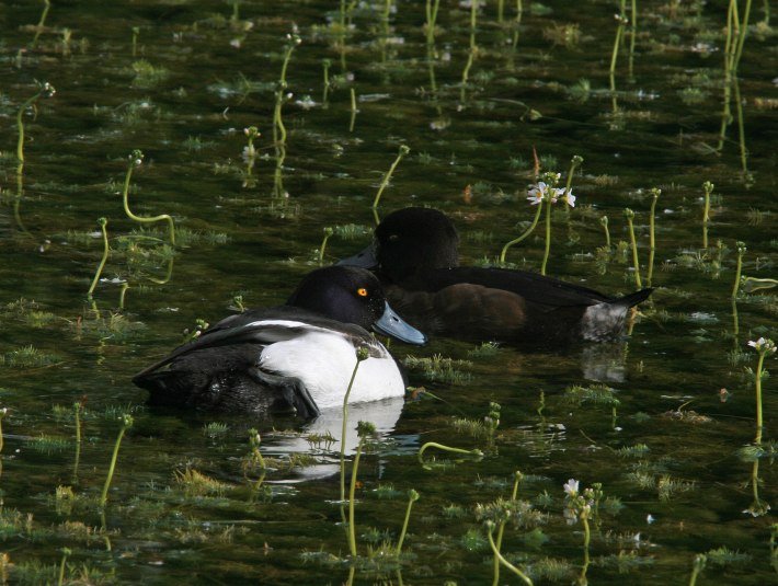 Reiherenten ernähren sich Hauptsächlich von Muscheln, Wasserinsekten und Larven., © Landratsamt Bad Tölz-Wolfratshausen|Joachim Kaschek Reiherenten ernähren sich Hauptsächlich von Muscheln, Wasserinsekten und Larven., © Landratsamt Bad Tölz-Wolfratshausen|Joachim Kaschek
