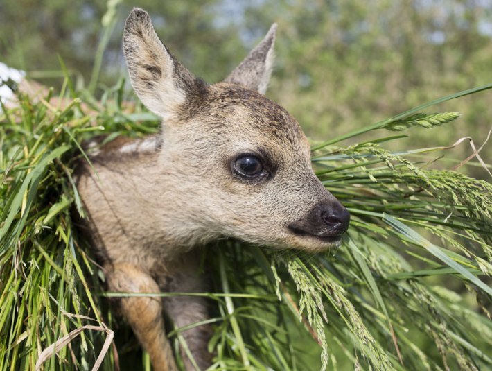 Jedes Jahr zur ersten Wiesenmahd erfordert der Rehnachwuchs unsere besondere Aufmerksamkeit. Jede Mahd wird im Voraus von den Landwirten angemeldet, damit vorsorgliche Maßnahmen zum Schutz der Kitze ergriffen werden können. , © Stiftung Kunst und Natur Nantesbuch | Elias Hassos Jedes Jahr zur ersten Wiesenmahd erfordert der Rehnachwuchs unsere besondere Aufmerksamkeit. Jede Mahd wird im Voraus von den Landwirten angemeldet, damit vorsorgliche Maßnahmen zum Schutz der Kitze ergriffen werden können. , © Stiftung Kunst und Natur Nantesbuch | Elias Hassos