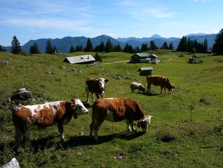 Almen sind typisch für die Berglandschaft in Bayern und werden durch die Bewirtschaftung mit Kühen und Kälbern oder auch Schafen durch die Almbauern gepflegt - bitte bleibe daher auf den Wanderwegen., © Tölzer Land Tourismus|Klaus Knirk Almen sind typisch für die Berglandschaft in Bayern und werden durch die Bewirtschaftung mit Kühen und Kälbern oder auch Schafen durch die Almbauern gepflegt - bitte bleibe daher auf den Wanderwegen., © Tölzer Land Tourismus|Klaus Knirk