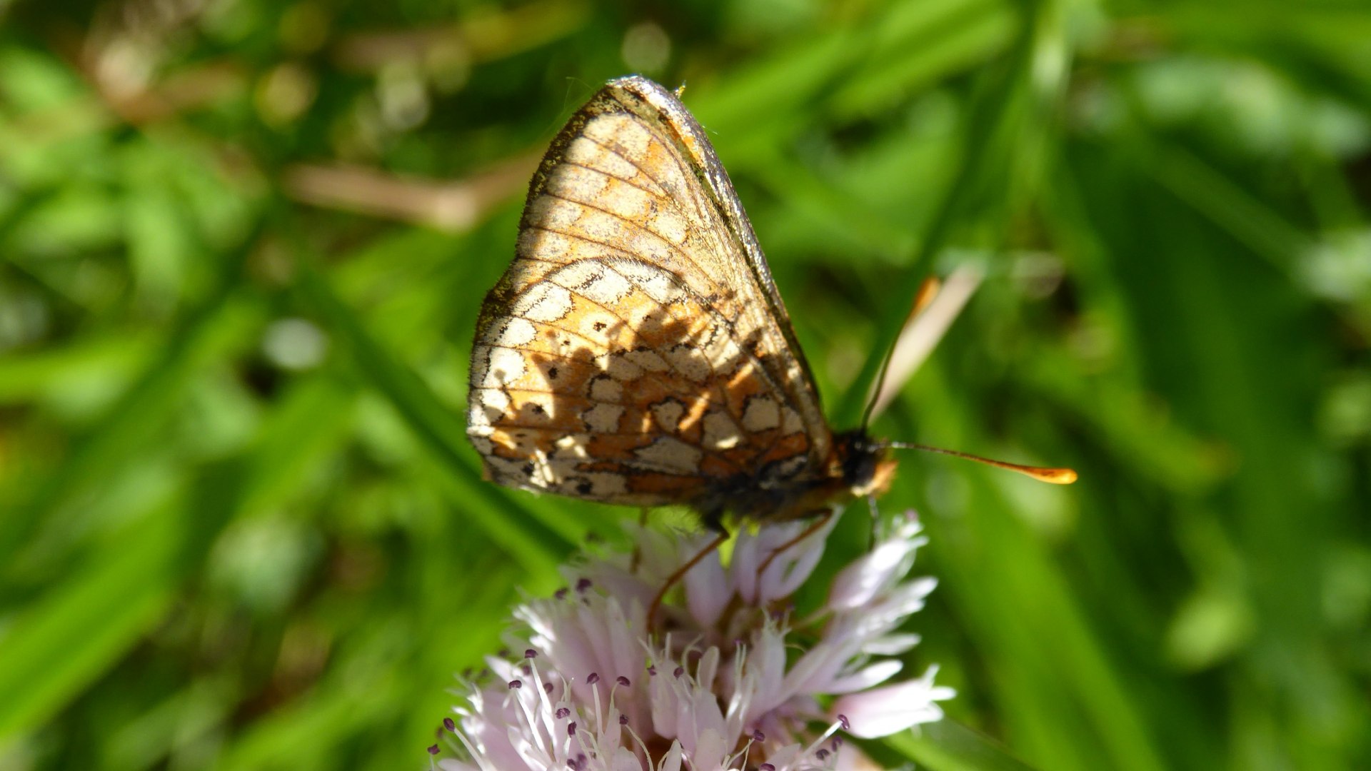 Eaurina auf Blüte, © Sonja Gaessler Eaurina auf Blüte, © Sonja Gaessler