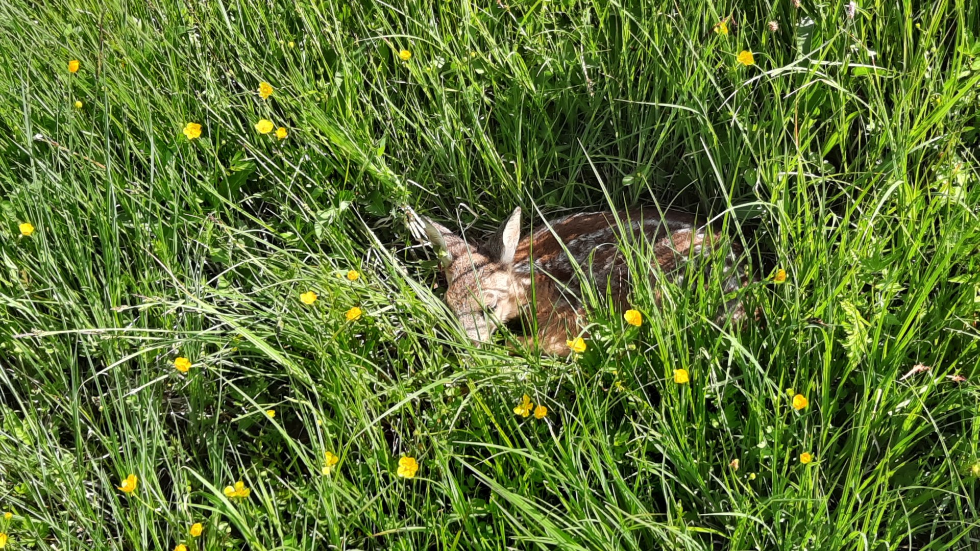 Rehkitze drücken sich zur Feindvermeidung in den Boden und flüchten nicht! Deshalb bitte Hunde unbedingt an die Leine. Vermeintlich alleine gelassene Rehkitze nicht anfassen, da die Mutter sie sonst nicht mehr annimmt. Im Zweifel, verständige bitte den zuständigen Revierjäger., © Landratsamt Bad Tölz-Wolfratshausen|Hannah Heither Rehkitze drücken sich zur Feindvermeidung in den Boden und flüchten nicht! Deshalb bitte Hunde unbedingt an die Leine. Vermeintlich alleine gelassene Rehkitze nicht anfassen, da die Mutter sie sonst nicht mehr annimmt. Im Zweifel, verständige bitte den zuständigen Revierjäger., © Landratsamt Bad Tölz-Wolfratshausen|Hannah Heither
