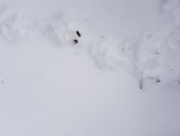 Einen Auerhahn bekommt man kaum zu sehen, aber seine Fährte und Losung zeigen hier im Schnee an, dass hier Auerhühner leben., © Landratsamt Bad Tölz-Wolfratshausen|Hannah Heither Einen Auerhahn bekommt man kaum zu sehen, aber seine Fährte und Losung zeigen hier im Schnee an, dass hier Auerhühner leben., © Landratsamt Bad Tölz-Wolfratshausen|Hannah Heither