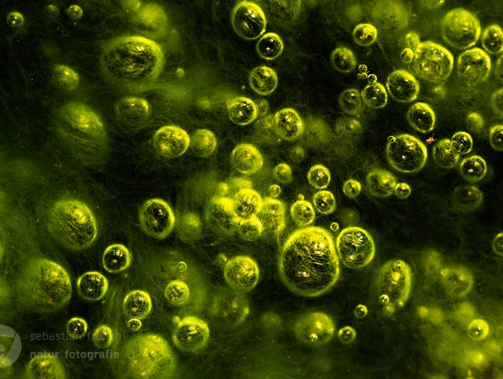 Neongrüne Gasblasen inmitten von Algen fotografierte Sebastian Frölich in Tirol im Platzer Moor. Rechts oben im Bild ist ein Insekt, das nur wenige Millimeter groß ist und sich zwischen den Blasen tummelt., © Sebastian Frölich Neongrüne Gasblasen inmitten von Algen fotografierte Sebastian Frölich in Tirol im Platzer Moor. Rechts oben im Bild ist ein Insekt, das nur wenige Millimeter groß ist und sich zwischen den Blasen tummelt., © Sebastian Frölich
