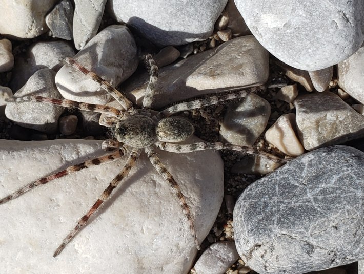 Diese Spinne fühlt sich auf den Kiesbänken der Isar wohl., © Landratsamt Bad Tölz-Wolfratshausen|Joachim Kaschek Diese Spinne fühlt sich auf den Kiesbänken der Isar wohl., © Landratsamt Bad Tölz-Wolfratshausen|Joachim Kaschek