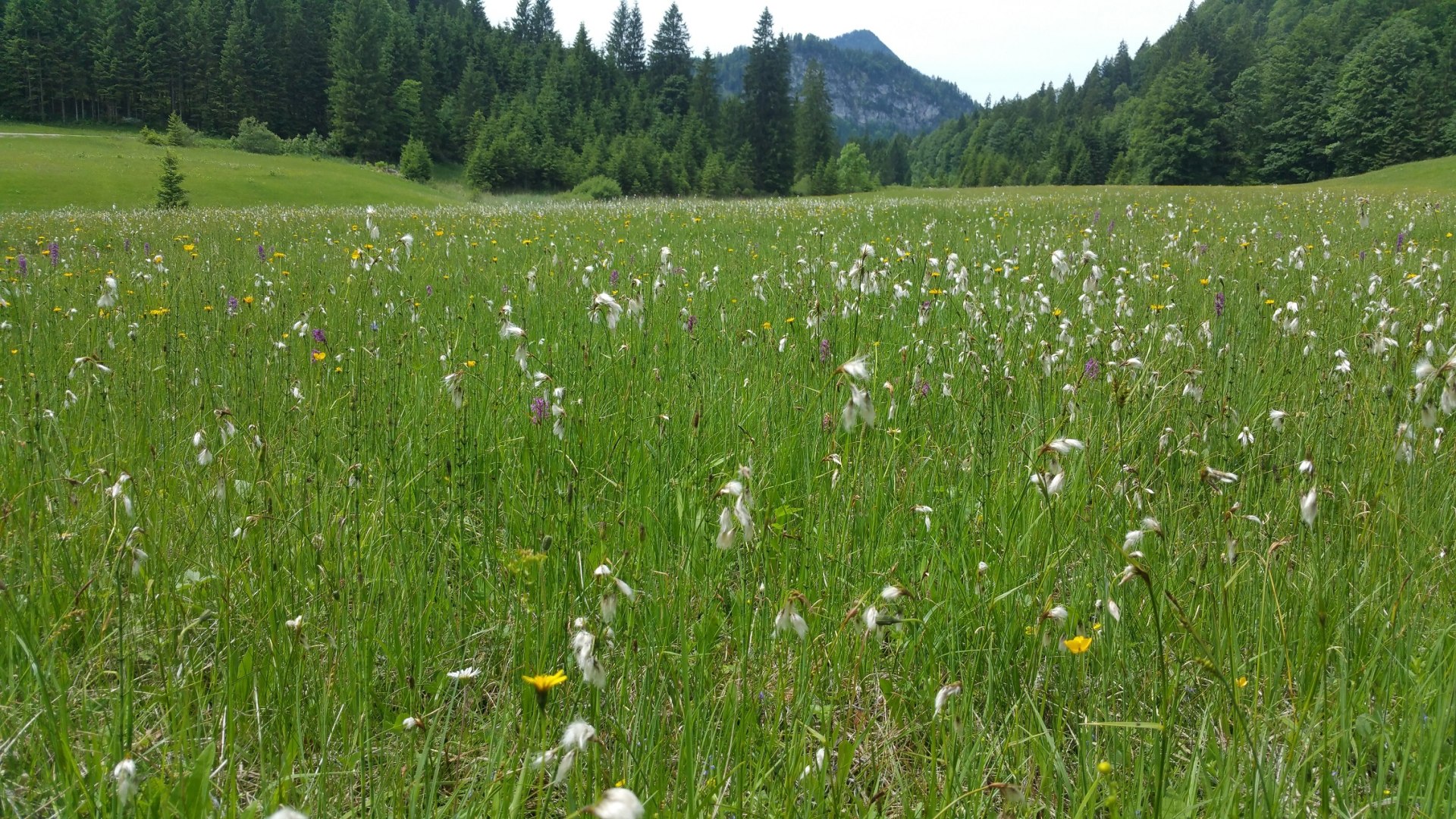 Streuwiese in der Jachenau, © Landratsamt Bad Tölz-Wolfratshausen|Joachim Kaschek Streuwiese in der Jachenau, © Landratsamt Bad Tölz-Wolfratshausen|Joachim Kaschek