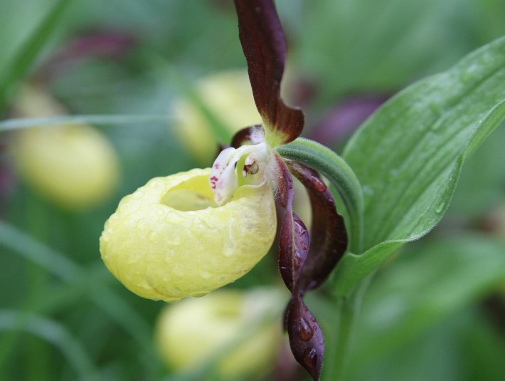 Übrigens: geschützte Planzen wie diese hemische Orchidee dürfen keinesfalls gepflückt oder gar ausgegraben werden. Sie würde ohnehin an einem anderen Standort nicht gedeihen und eingehen. Für den Standort wäre sie verloren., © Landratsamt Bad Tölz-Wolfratshausen|Joachim Kaschek Übrigens: geschützte Planzen wie diese hemische Orchidee dürfen keinesfalls gepflückt oder gar ausgegraben werden. Sie würde ohnehin an einem anderen Standort nicht gedeihen und eingehen. Für den Standort wäre sie verloren., © Landratsamt Bad Tölz-Wolfratshausen|Joachim Kaschek