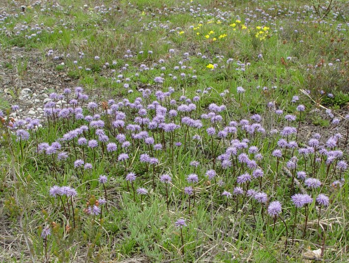 Herzblättrige Kugelblumen, © Landratsamt Bad Tölz-Wolfratshausen|Joachim Kaschek Herzblättrige Kugelblumen, © Landratsamt Bad Tölz-Wolfratshausen|Joachim Kaschek