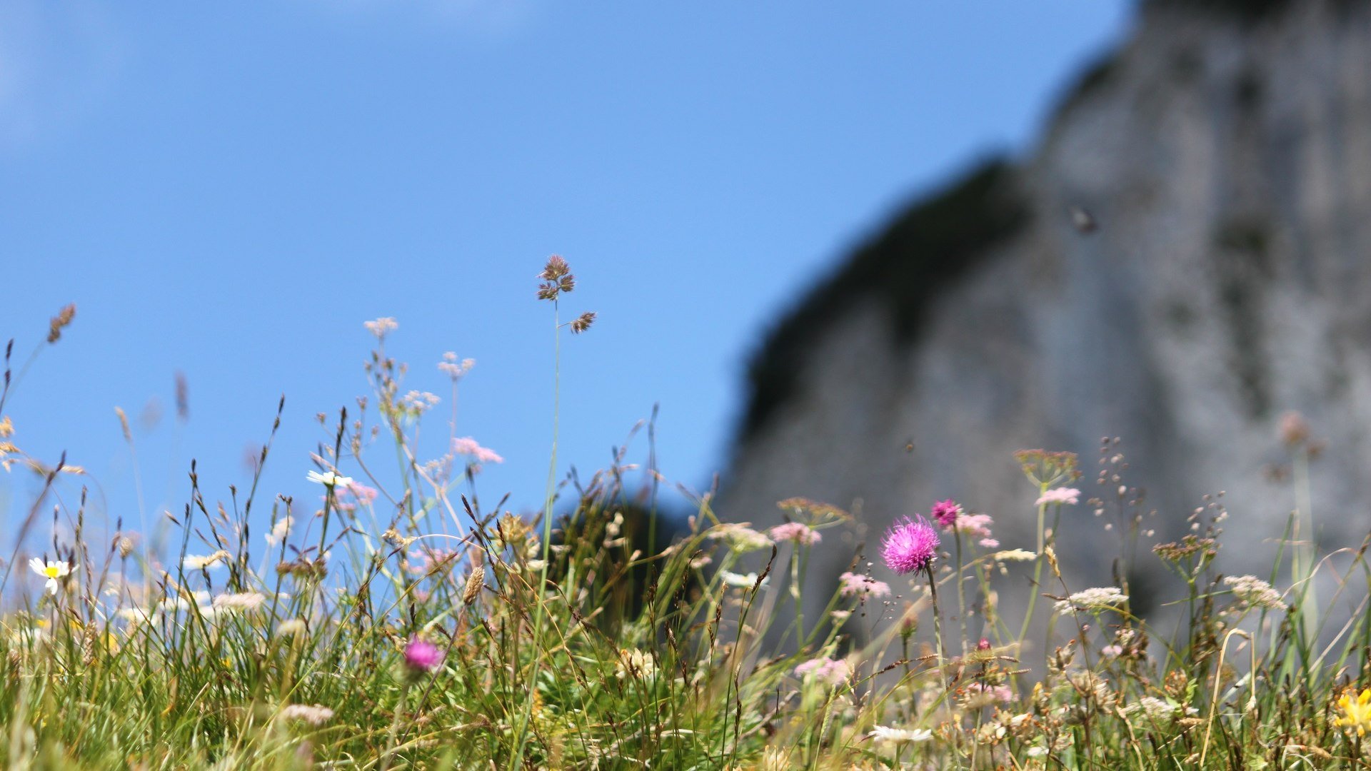 Bergwiese im Vorkarwendel, © Tölzer Land Tourismus|J. Kirschenhofer Bergwiese im Vorkarwendel, © Tölzer Land Tourismus|J. Kirschenhofer