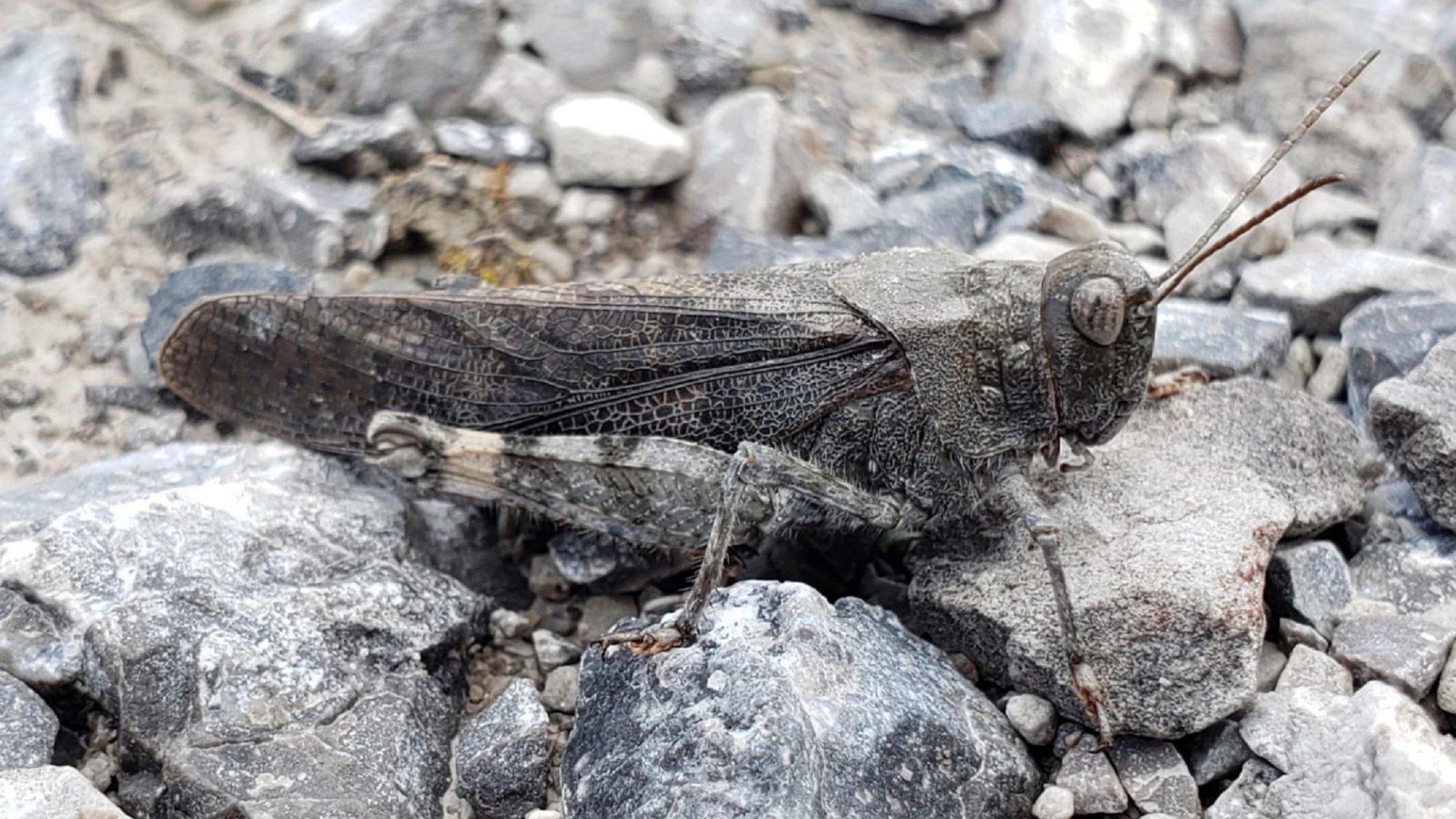 Die rotflügelige Schnarrschrecke, © Landratsamt Bad Tölz-Wolfratshausen|Kaschek Die rotflügelige Schnarrschrecke, © Landratsamt Bad Tölz-Wolfratshausen|Kaschek