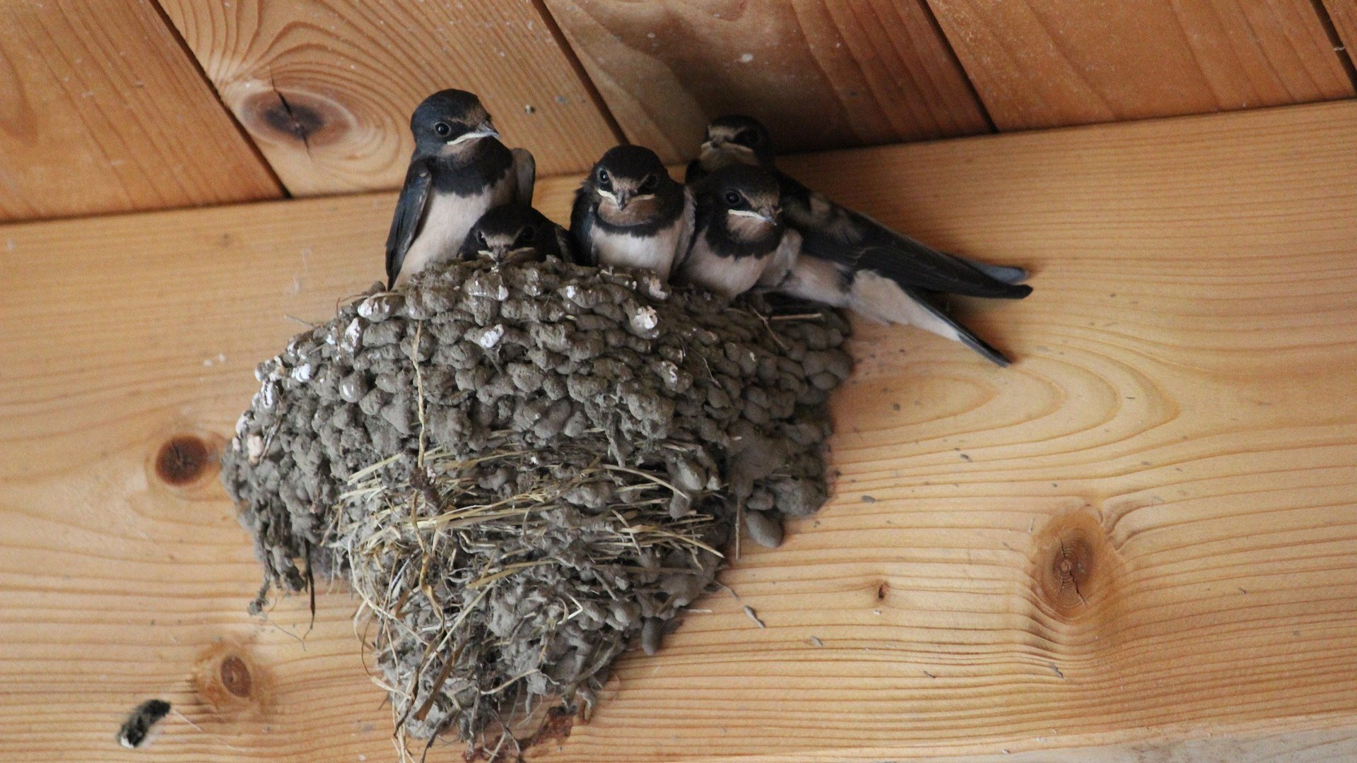Rauchschwalben im Nest, © Pixabay Rauchschwalben im Nest, © Pixabay