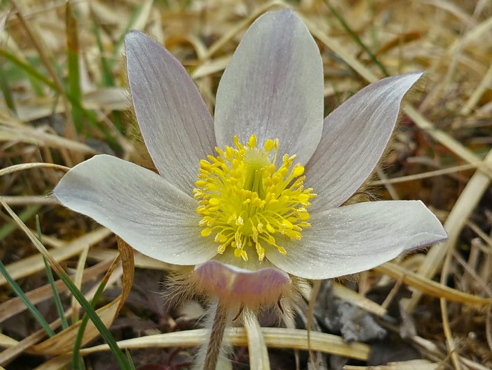 Der botanische Name ist pulsatille vernalis und diese Pflanzenart gehört zu den giftigen Hahnnfußgewächsen., © Landratsamt Bad Tölz-Wolfratshausen|Joachim Kaschek