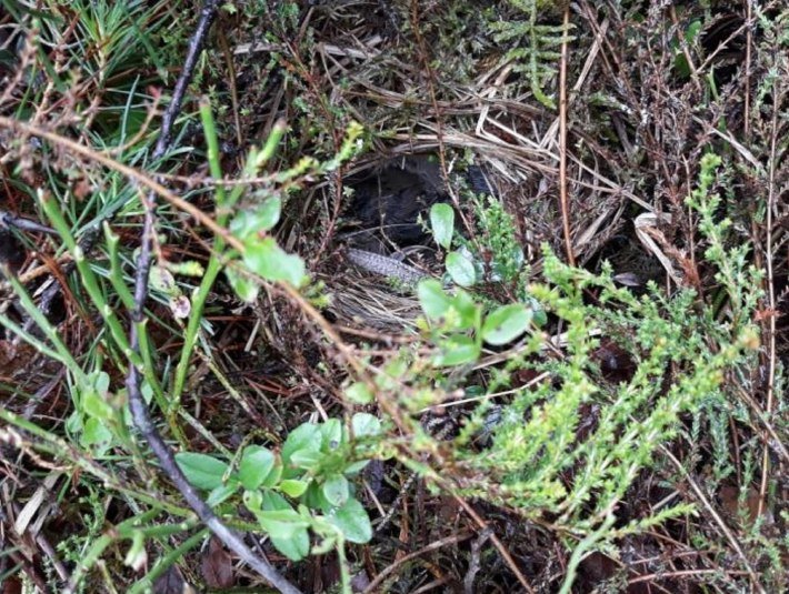 Du siehst das Nest nicht? Auf dem Foto ist es mittig oberhalb der Feder.
Gerade weil man die Nester der Bodenbr&uuml;ter kaum erkennen kann, bleibe bitte auf den markierten Wegen und leine Dienen Hund an, um nicht versehentlich ein Gelege zu zerst&ouml;ren., &copy; I. Wiedenbauer, Landesbund f&uuml;r Vogelschutz Kreisgruppe Bad T&ouml;lz-Wolfratshausen