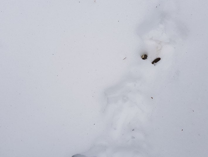 Einen Auerhahn bekommt man kaum zu sehen, aber seine F&auml;hrte und Losung zeigen hier im Schnee an, dass hier Auerh&uuml;hner leben., &copy; Landratsamt Bad T&ouml;lz-Wolfratshausen|Hannah Heither