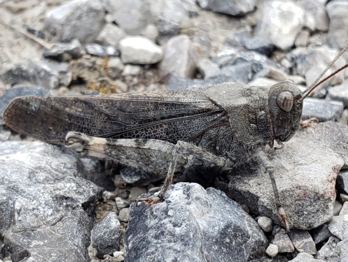 Die rotfl&uuml;gelige Schnarrschrecke, &copy; Landratsamt Bad T&ouml;lz-Wolfratshausen|Kaschek