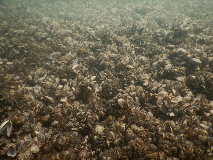 Quagga-Muschelbesiedelung im Gew&auml;sser, &copy; Bayerisches Landesamt f&uuml;r Umwelt, Bildautor Benedikt Beck
