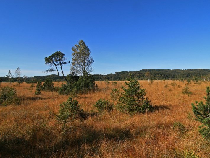Die Renaturierung von Hochmooren durch Wiedervern&auml;ssung ist deshalb eine wichtige Aufgabe des Klimaschutzes. Au&szlig;erdem k&ouml;nnen intakte und renaturierte Hochmoore gro&szlig;e Wassermengen speichern und damit zum Hochwasserschutz beitragen. , &copy; Landratsamt Bad T&ouml;lz-Wolfratshausen