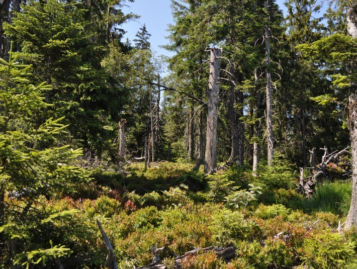 Der Lebensraum des Auerhuhns, © Landratsamt Bad Tölz-Wolfratshausen|Hannah Heither