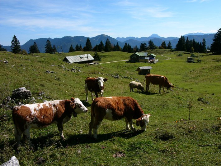 Almen sind typisch für die Berglandschaft in Bayern und werden durch die Bewirtschaftung mit Kühen und Kälbern oder auch Schafen durch die Almbauern gepflegt - bitte bleibe daher auf den Wanderwegen., © Tölzer Land Tourismus|Klaus Knirk