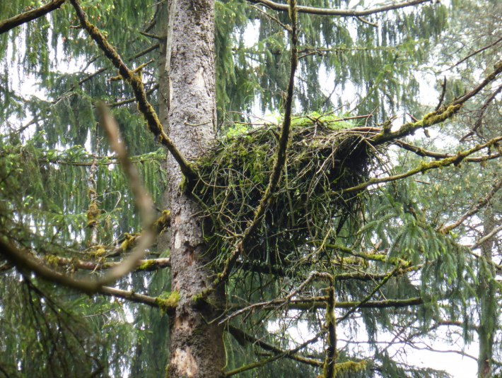 Das Ergebnis der Brutvoglekartierung 2018 zeigt mit 63 Brutvogelarten und 15 weiteren beobachteten Arten, die als Randsiedler oder mögliche Brutsiedler im Stiftungsgebiet vorkommen, eine erfreulich große Artenvielfalt. Unter den erfassten Arten befinden sich 15, die sich in Bayern oder Deutschland auf einer Roten Liste befinden., © Stiftung Kunst und Natur Nantesbuch