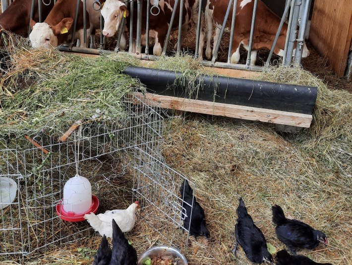 H&uuml;hner und Fleckvieh im Stall des Biolandwirts aus Icking, &copy; Landratsamt Bad T&ouml;lz-Wolfratshausen|Heither