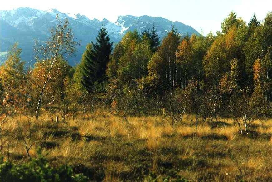 Filze Sommer, © Tölzer Land Tourismus