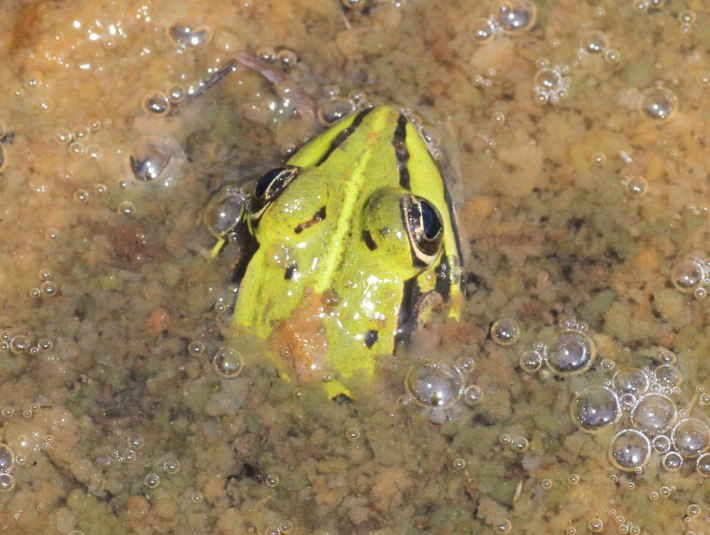 Der auch am Kirchsee vorkommende Seefrosch wird 10 bis 16 cm gro&szlig;. Seine Oberseite ist olivgr&uuml;n oder olivbraun mit deutlichen
dunklen Flecken., &copy; Landratsamt Bad T&ouml;lz-Wolfratshausen|Joachim Kaschek
