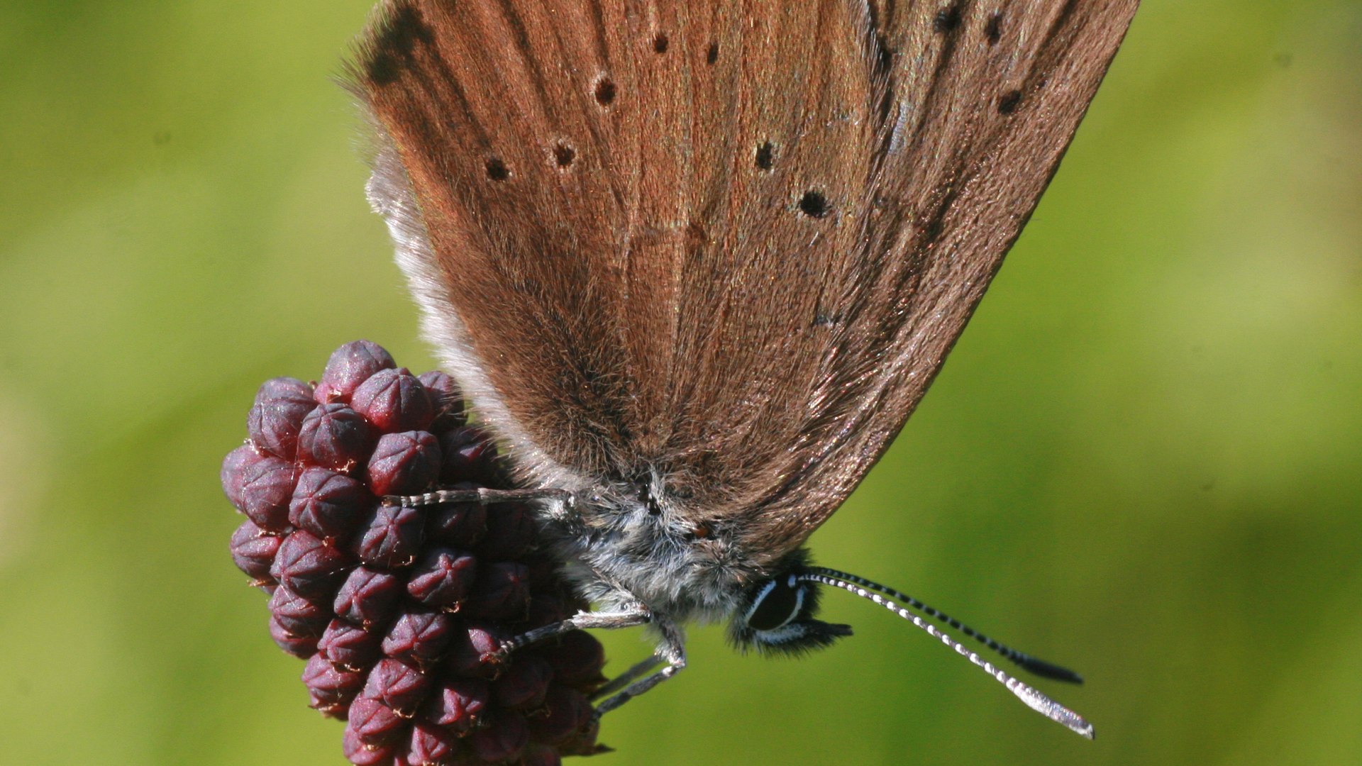 Dunkler Wiesenknopf-Ameisenbläuling, © Landratsamt Bad Tölz-Wolfratshausen|Joachim Kaschek