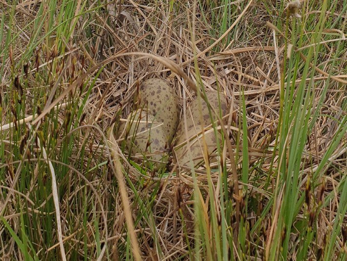 Da das Nest der seltenen Brachv&ouml;gel kaum auff&auml;llt, ist es besonders wichtig, auf den Wegen zu bleiben und Hunde anzuleinen. Denn wenn man das Nest sieht, steht man wom&ouml;glich bereits voll darauf!, &copy; Bettina Kelm