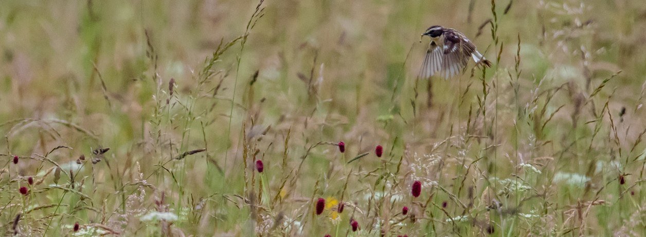 Das Braunkehlchen sucht in den artenreichen Streuwiesen Futter, © Bettina Kelm|Wiesenbrüterbeauftragte für das Loisach-Kochelsee-Moor