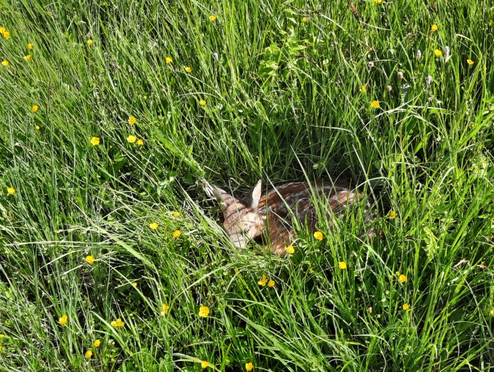 Rehkitze dr&uuml;cken sich zur Feindvermeidung in den Boden und fl&uuml;chten nicht! Deshalb bitte Hunde unbedingt an die Leine. Vermeintlich alleine gelassene Rehkitze nicht anfassen, da die Mutter sie sonst nicht mehr annimmt. Im Zweifel, verst&auml;ndige bitte den zust&auml;ndigen Revierj&auml;ger., &copy; Landratsamt Bad T&ouml;lz-Wolfratshausen|Hannah Heither