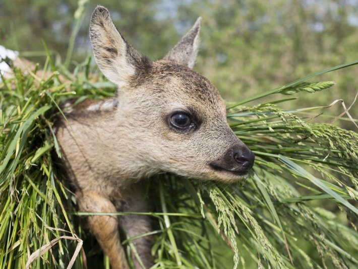 Jedes Jahr zur ersten Wiesenmahd erfordert der Rehnachwuchs unsere besondere Aufmerksamkeit. Jede Mahd wird im Voraus von den Landwirten angemeldet, damit vorsorgliche Maßnahmen zum Schutz der Kitze ergriffen werden können. , © Stiftung Kunst und Natur Nantesbuch | Elias Hassos