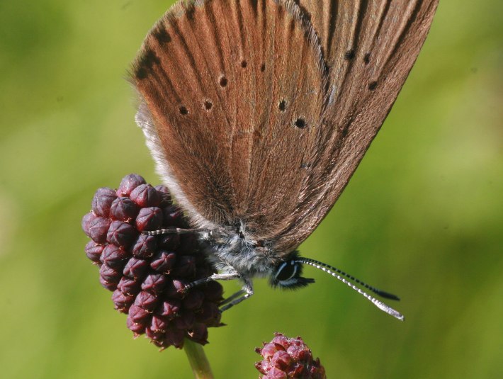 Dunkler Wiesenknopf-Ameisenbläuling, © Landratsamt Bad Tölz-Wolfratshausen|Joachim Kaschek