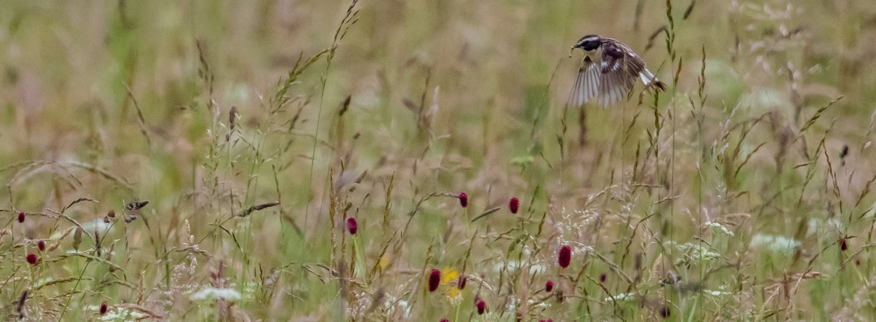 Das Braunkehlchen sucht in den artenreichen Streuwiesen Futter, &copy; Bettina Kelm|Wiesenbr&uuml;terbeauftragte f&uuml;r das Loisach-Kochelsee-Moor