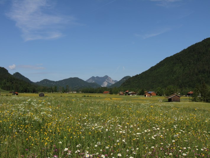 Wiese im Frühsommer im Sonnental der Jachenau , © Archiv Tölzer Land Tourismus|Foto Hans Schwaiger