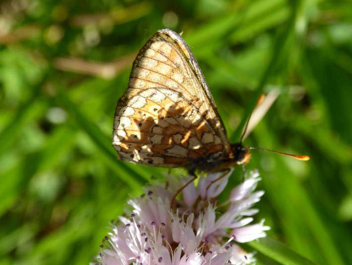 Eaurina auf Bl&uuml;te, &copy; Sonja Gaessler