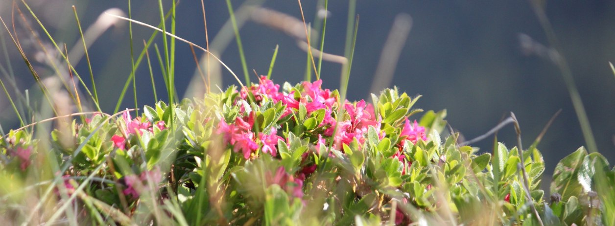 Viele verbinden die Alpenrose - ein Heidekraut das landläufig als Almenrausch bezeichnet wird - mit der Almwirtschaft in den Bergen., © Tölzer Land Tourismus | Kirschenhofer