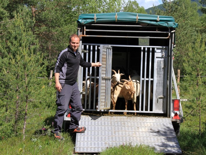 Die Ziegen beweiden die Isar um die Verbuschung und Bewaldung der Isareuen in Grenzen zu halten, © Landratsamt Bad Tölz-Wolfratshausen|Joachim Kaschek
