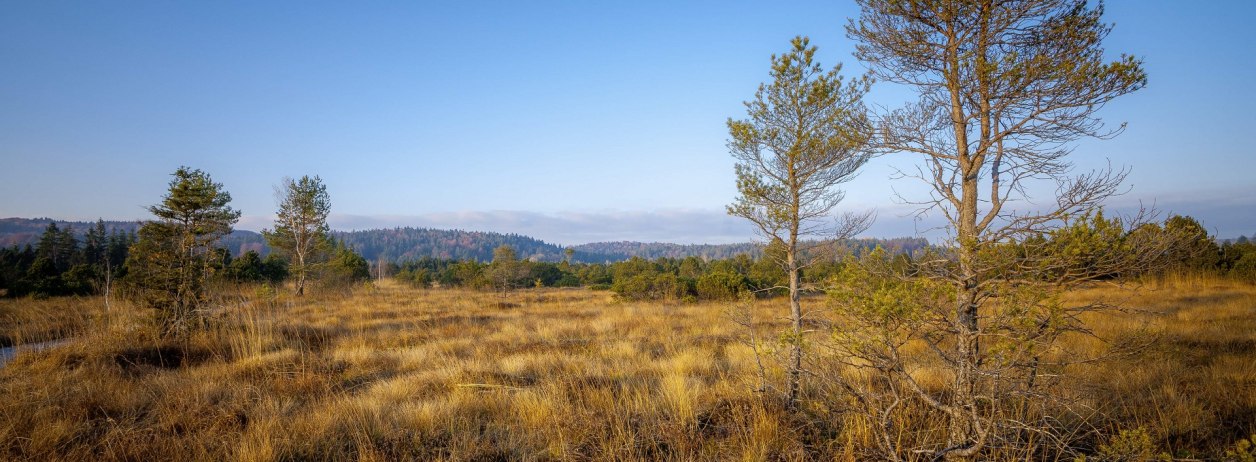 Im Ellbach-Kirchsee-Moor, &copy; Archiv T&ouml;lzer Land Tourismus|Max Gast