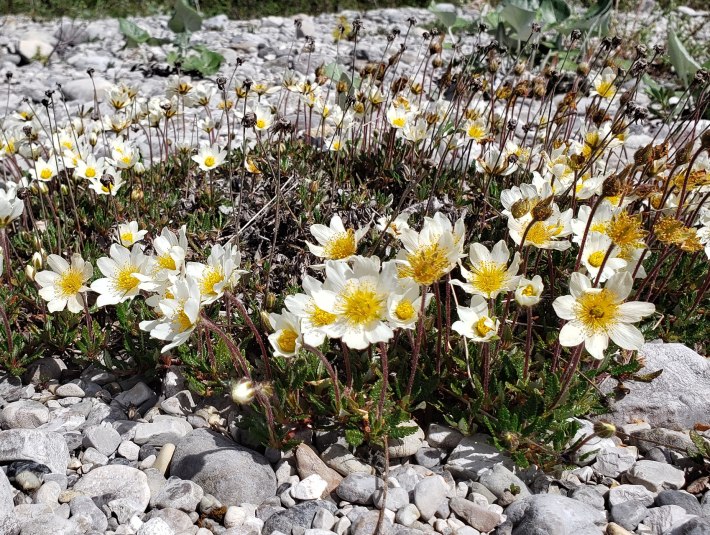 Dryas octopetala - das Rosengewächs ist eines der Wahrzeichen der arkto-alpinen Flora der Hochgebirge Europas und der Alpen, © Landratsamt Bad Tölz-Wolfratshausen|Joachim Kaschek