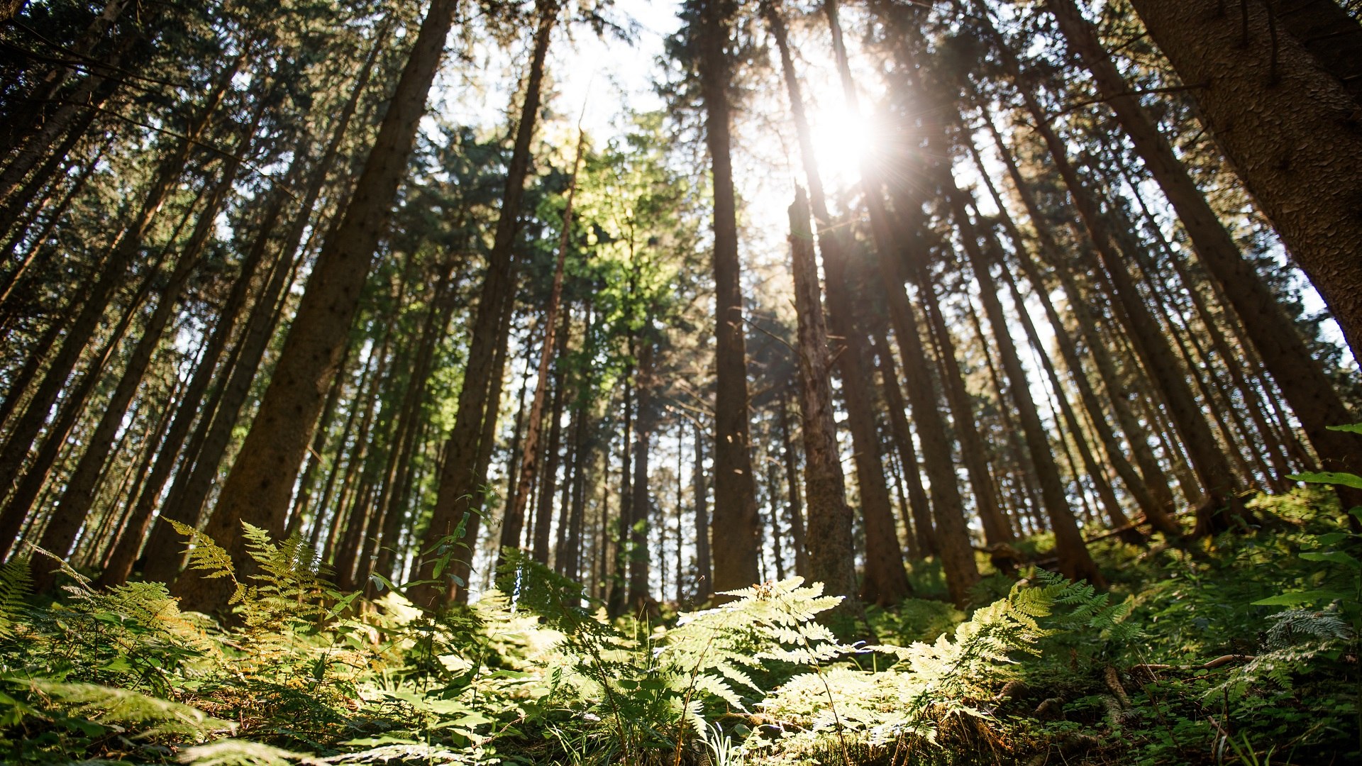 Waldreich ist es bei uns, &copy; Archiv T&ouml;lzer Land Tourismus|Leonie Lorenz