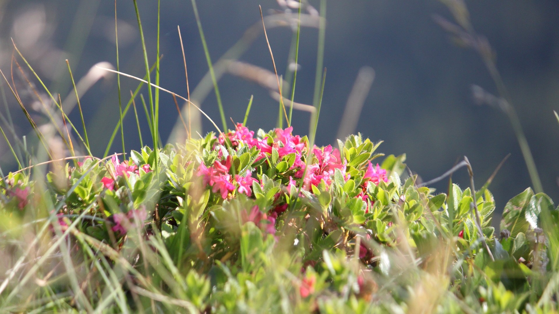Viele verbinden die Alpenrose - ein Heidekraut das landl&auml;ufig als Almenrausch bezeichnet wird - mit der Almwirtschaft in den Bergen., &copy; T&ouml;lzer Land Tourismus | Kirschenhofer